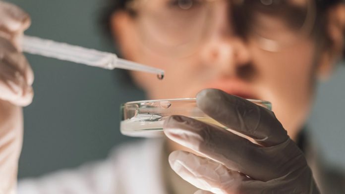 Células de defesa barram crescimento de tumor de mama