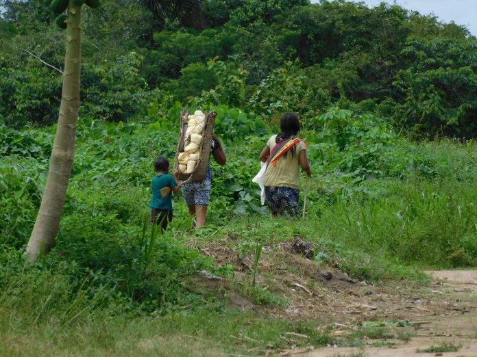 Dia dos Indígenas: tese de doutorando da Uepa aborda saúde e conhecimento de povos originários