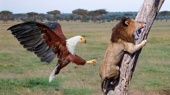 Águia zoa o Remo após título do Parazão dentro do Baenão