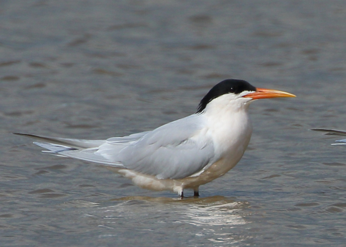 Espécies com vírus da gripe aviária são encontradas no Pará, diz Ufra