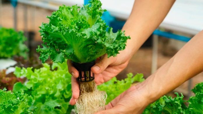 Marabá dá pontapé inicial no uso de alternativas para hortas