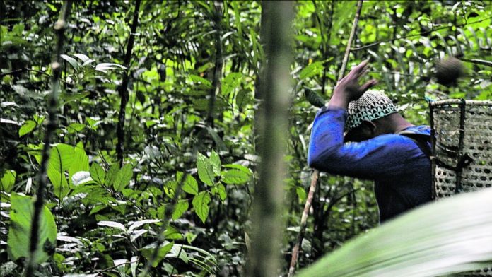 Castanha-do-pará movimenta mais de R$ 2 bilhões por ano