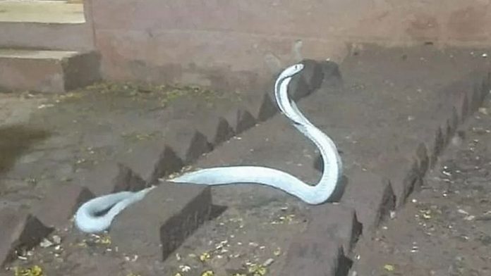 Vídeo: Naja albina é achada dentro de casa na Índia