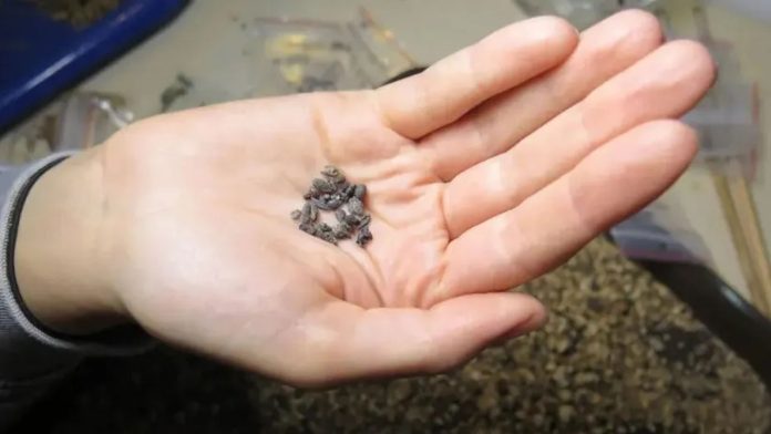 Sementes de uvas citadas na Bíblia são achadas no deserto