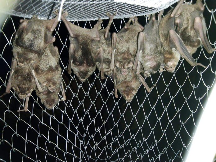 Desmatamento na Amazônia pode desencadear pandemia transmitida por morcegos