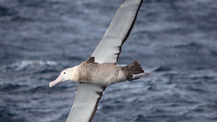 RJ confirma 3º caso de gripe aviária em pássaro silvestre