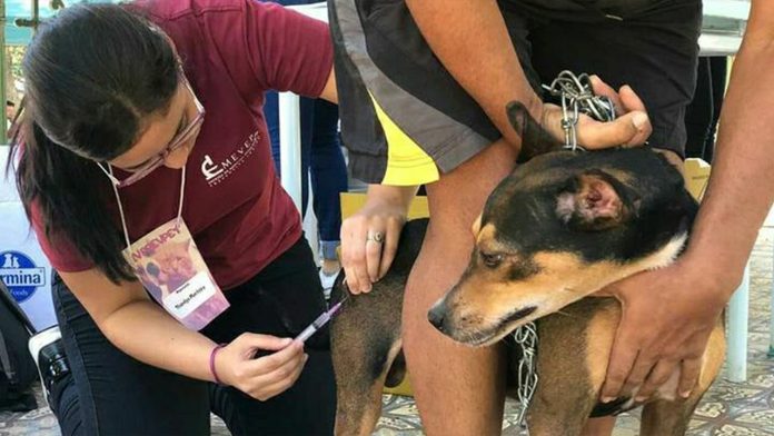 Ufra realiza ação com vacinação e cuidados para animais