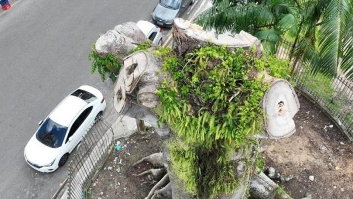 Resto da samaumeira será retirado. Espécie será replantada