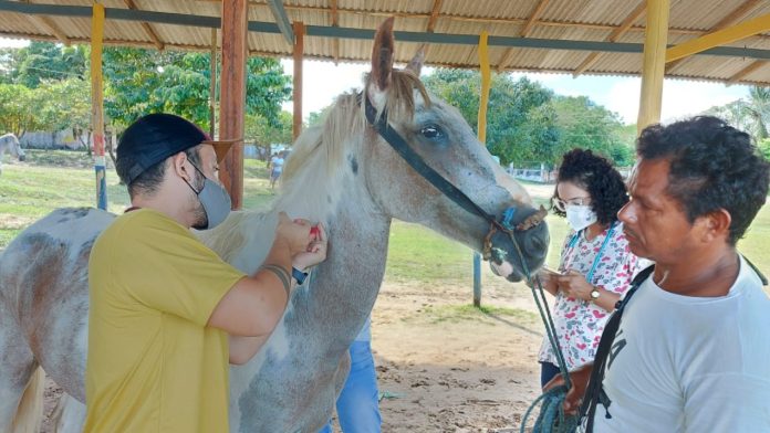 Projeto Carroceiro leva ação itinerante a Algodoal