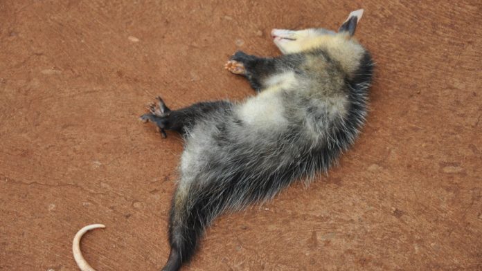 Mucura surge massacrada e morta em Goiânia