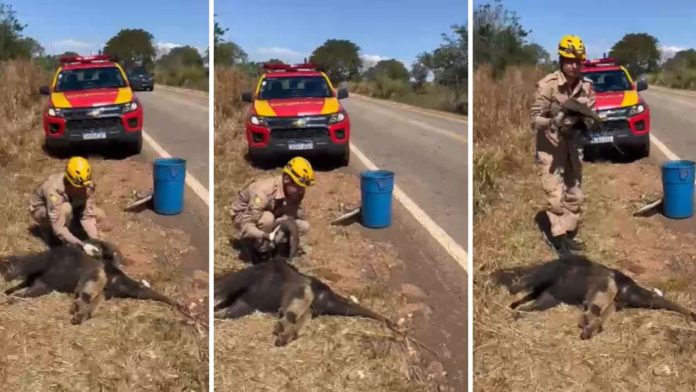 Filhote de tamanduá é achado agarrado à mãe morta em rodovia