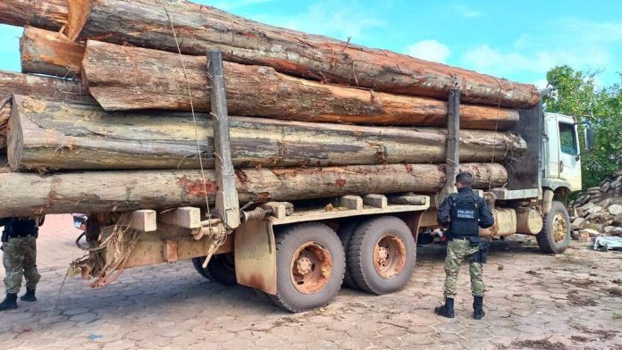 PF prende homem em operação contra crimes ambientais na Terra Indígena Alto Rio Guamá