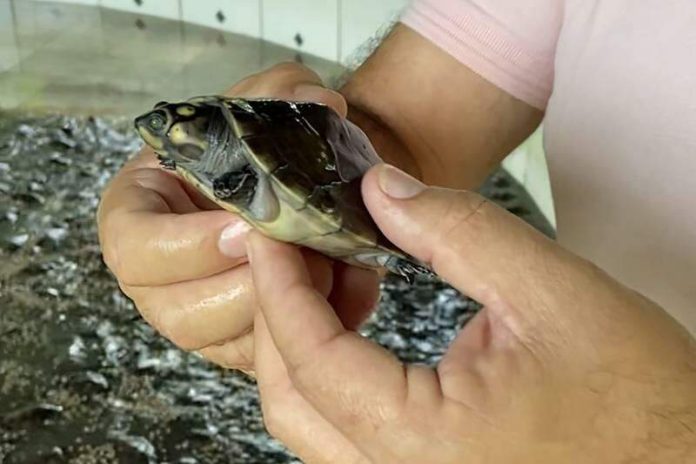 6 mil quelônios são devolvidos à natureza no Rio Araguaia