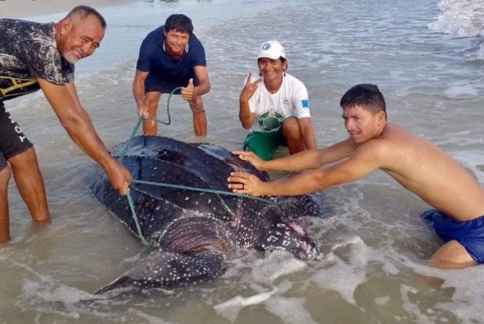 Tartaruga da espécie maior do mundo é encontrada em praia de Maracanã, no nordeste paraense