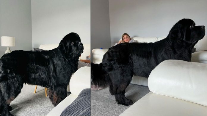 Vídeo: cachorro gigante de 1,8 m e 70 kg impressiona web