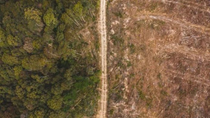 Sede da COP 30, Pará reduz desmatamento em 30%, diz Inpe