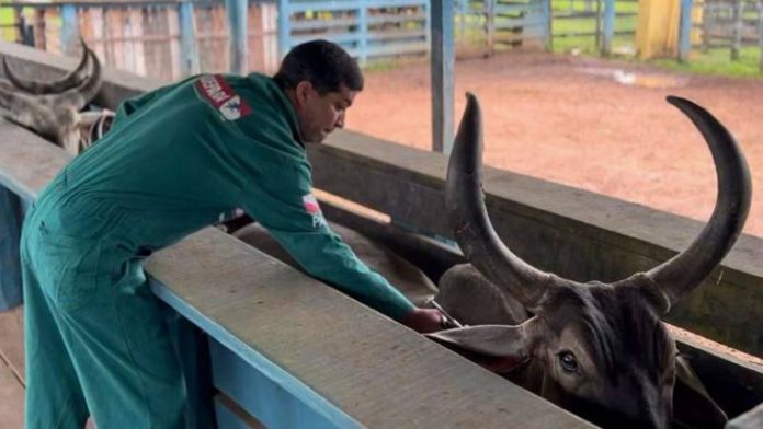 Febre Aftosa: Adepará convoca produtores para vacinação