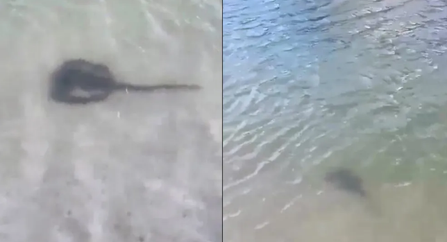 Salinas: Com mais de 700 casos em julho, saiba o que fazer após acidentes com arraias e águas-vivas