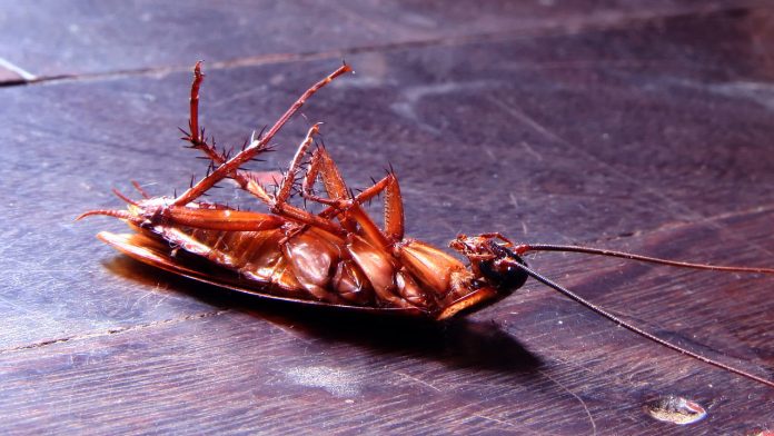 Jeito certo de matar baratas? Veja como se livrar do inseto