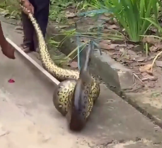 Cobra sucuri é capturada em via pública por moradores de Capanema; vídeo
