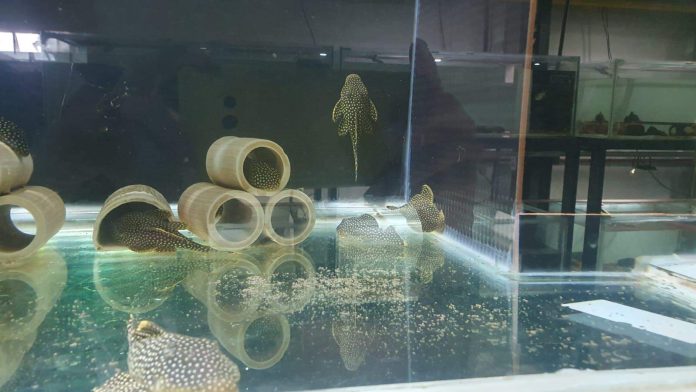 Pesquisas da UFPA formam um dos maiores bancos de dados da América Latina sobre peixes da Amazônia