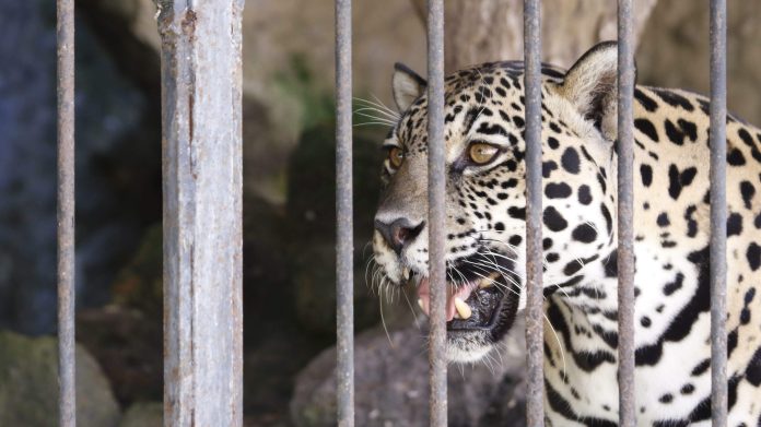 Mais de 200 espécies da fauna amazônica estão em ameaça de extinção, aponta ICMBio