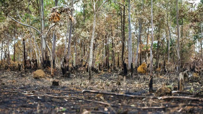 Alertas de desmatamento batem recorde no Cerrado