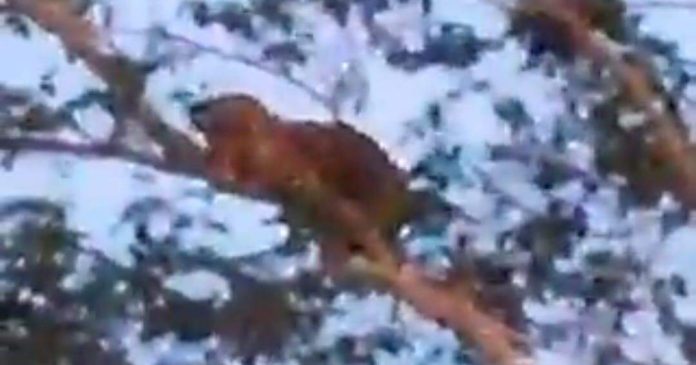 Jaguatirica é vista em galho de árvore em Santarém, no Pará; vídeo