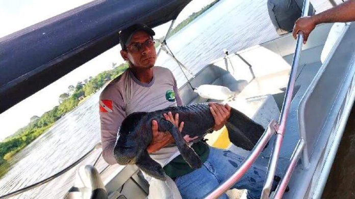 Ribeirinhos encontram filhote de peixe-boi em comunidade de Oriximiná