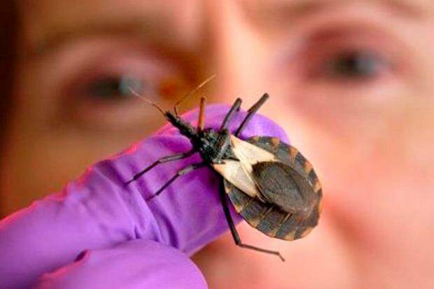 Doença de Chagas: Sespa alerta para ações educativas de prevenção à doença